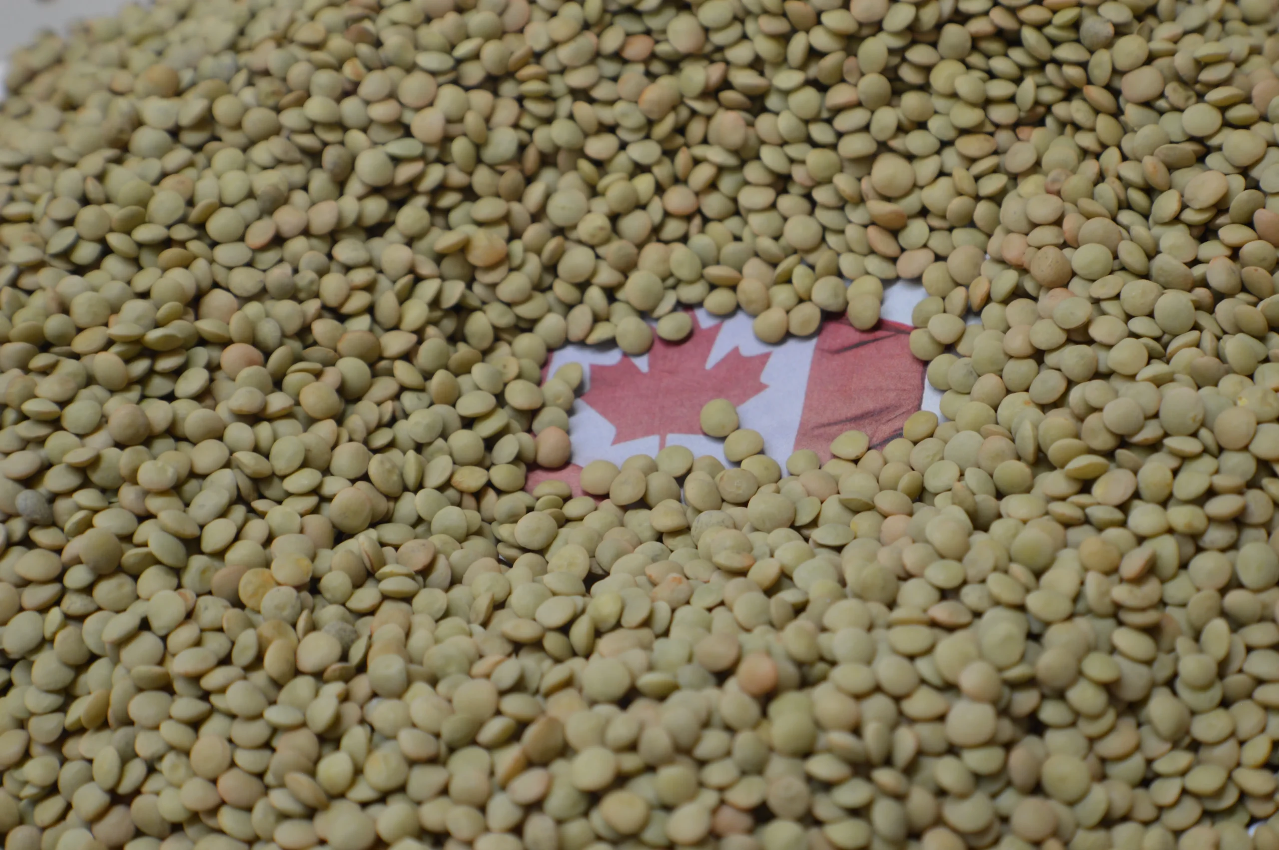 JIMINI-SMALL-GREEN-LENTILS