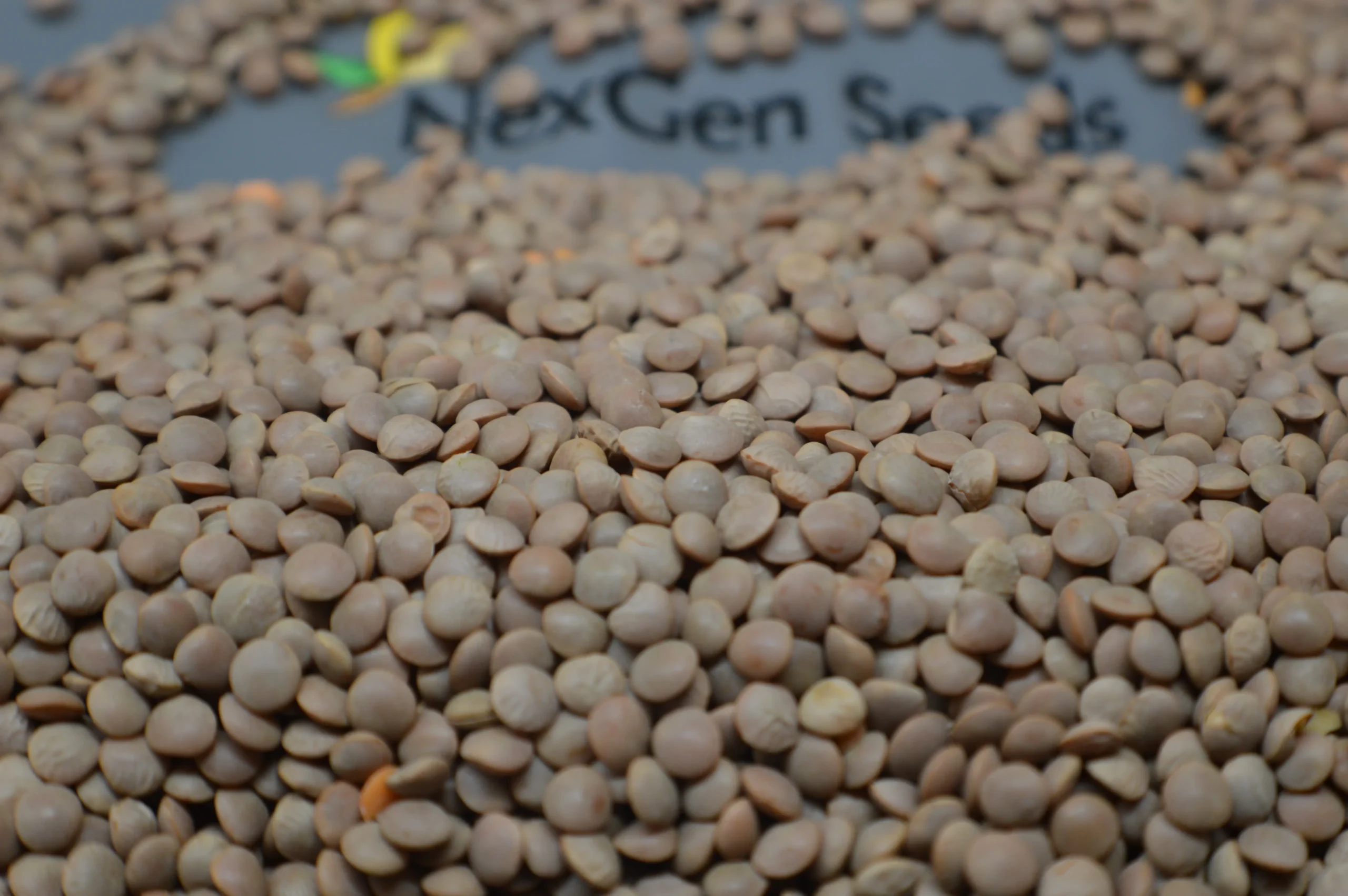 NIMBLE-SMALL-RED-LENTILS