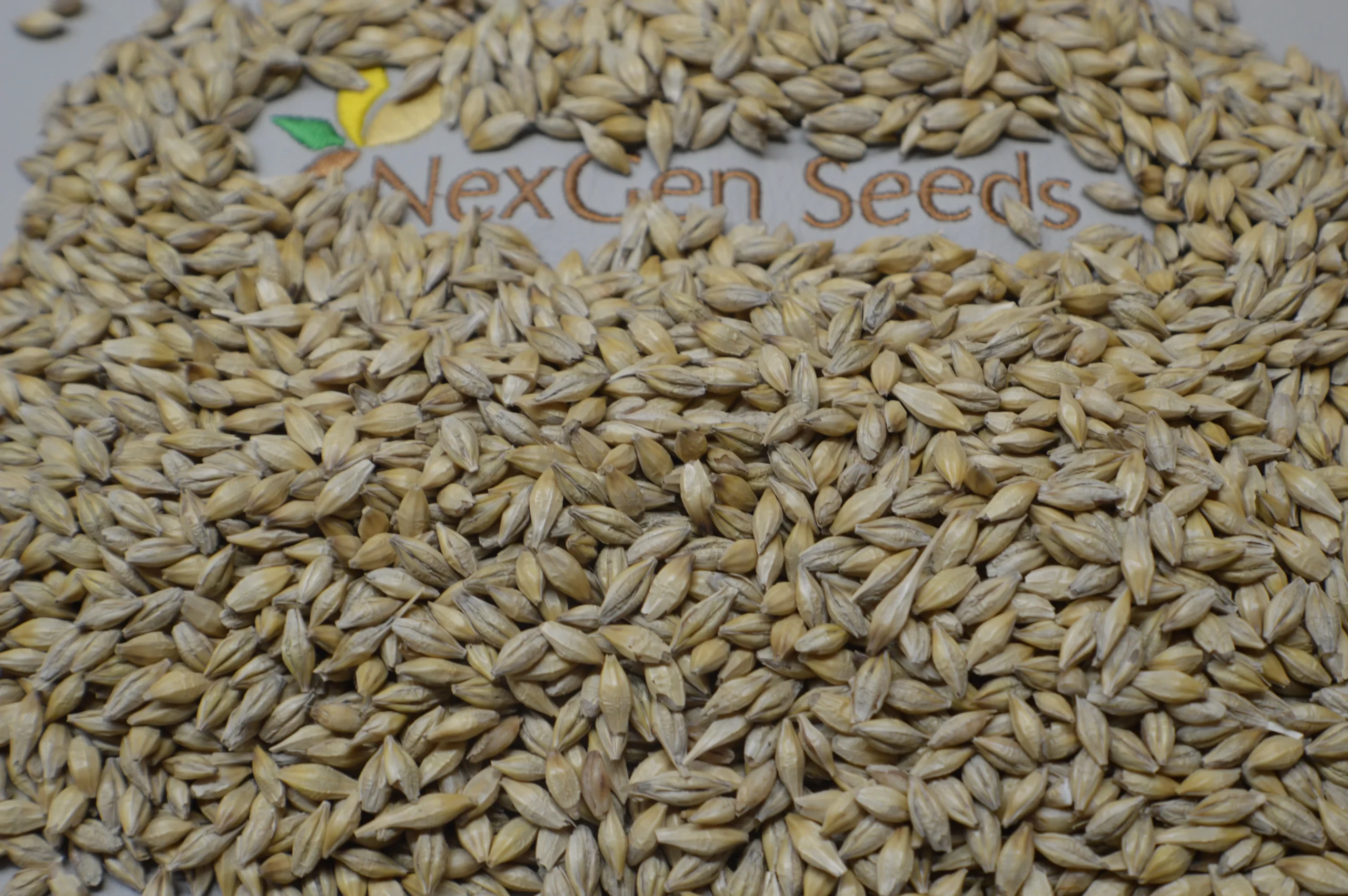 SYNERGY-MALTING-BARLEY